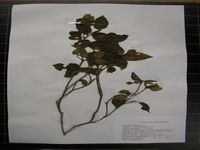 Herbarium sample